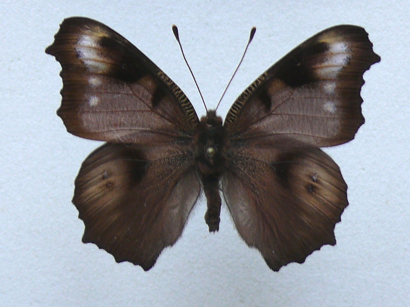 Aglais io male (aberration dark form 2) Internet Image property of respective owner, non-commercial use only
